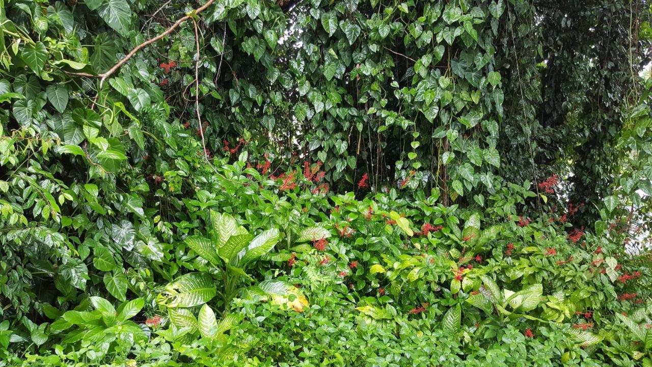 Babinda Quarters Hotel Екстериор снимка